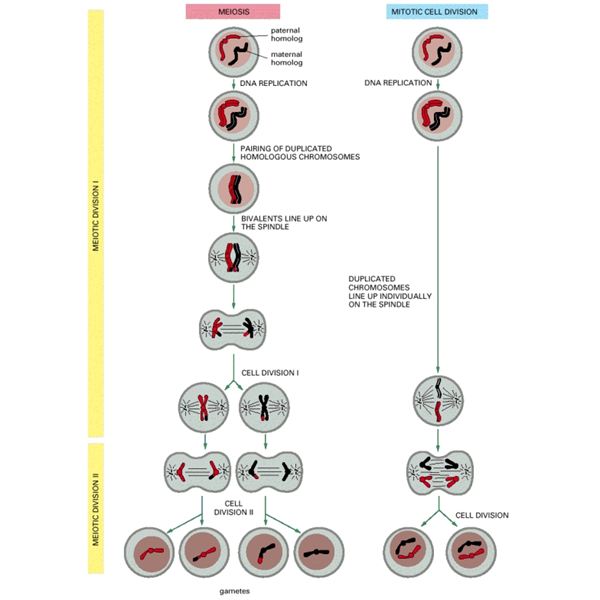 Formation Of Gametes In Humans